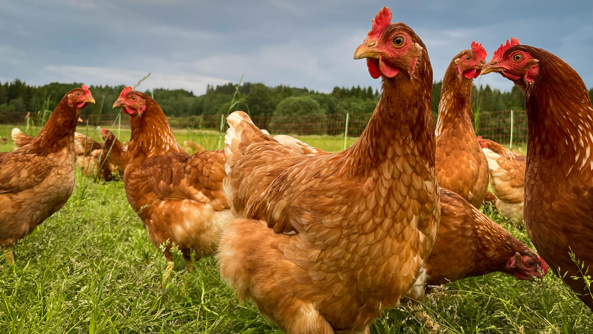 Høner på beite