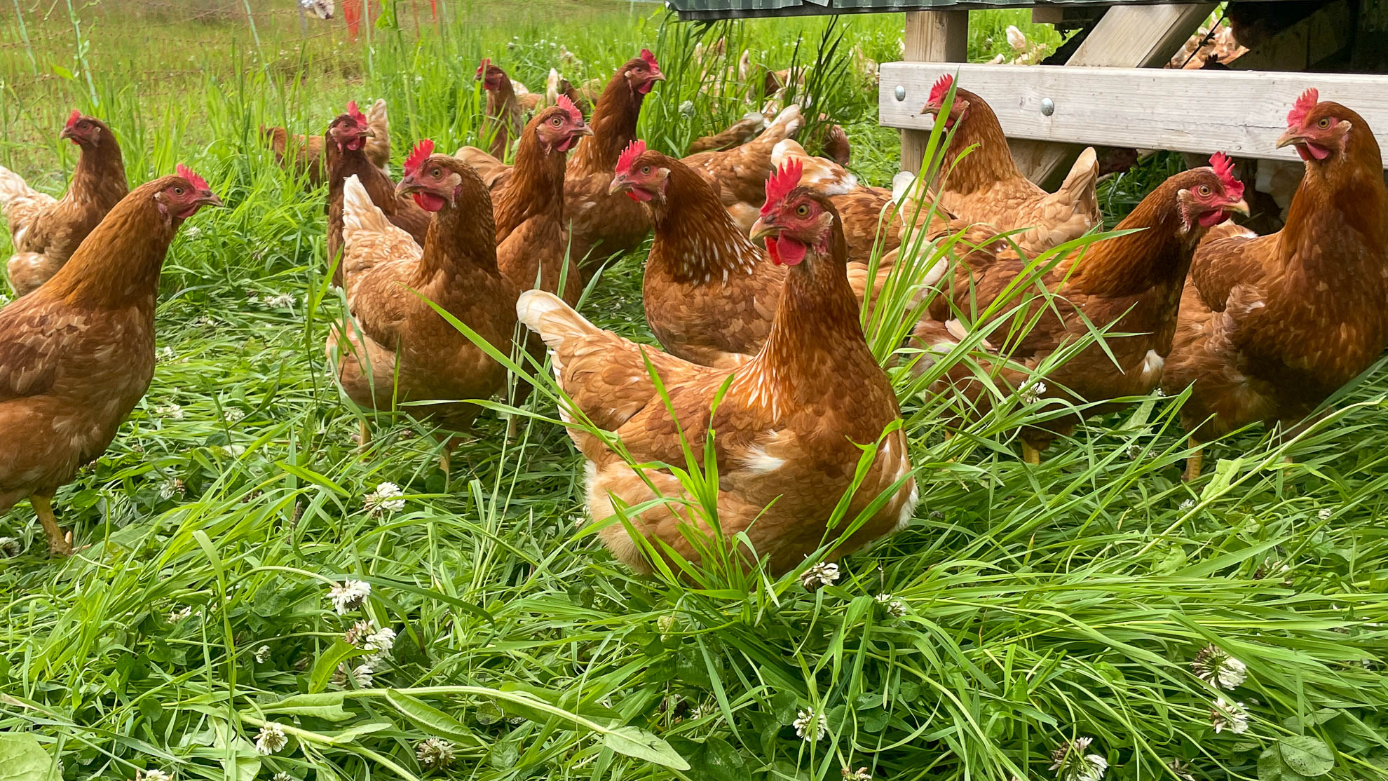 Bestill høns her...